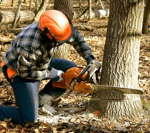 Tree Removal in Huntington, MA
